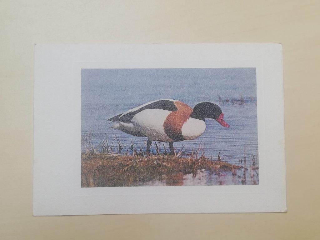 carte postale CP CPA ccpo duck canard Tadorne de Belon, Collections, Cartes postales | Belgique, Enlèvement ou Envoi