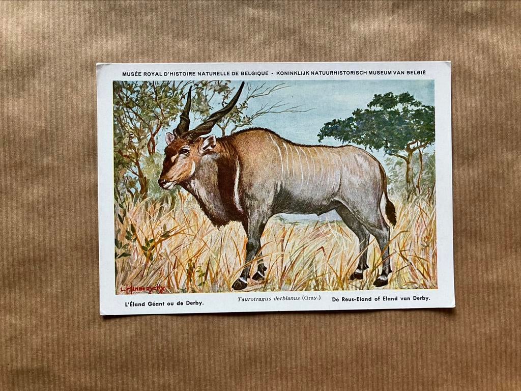 Beschermde Zoogdieren In Belgisch Congo Nr. 20 Reus Eland, Verzamelen, Postkaarten | Dieren, Ophalen of Verzenden, Ongelopen, Wild dier