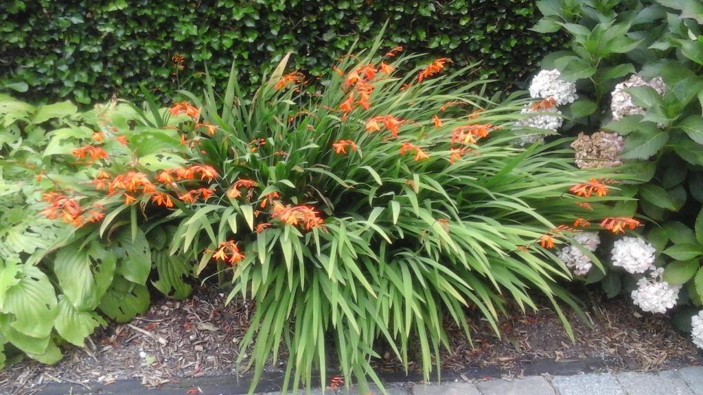 Montbretia Crocosmia Hybride, Tuin en Terras, Vaste plant, Halfschaduw, Zomer, Ophalen