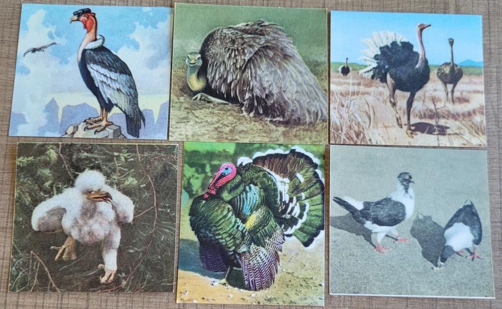 6 oude prentjes: vogels, Verzamelen, Ophalen of Verzenden, Gebruikt, Dier, Prent