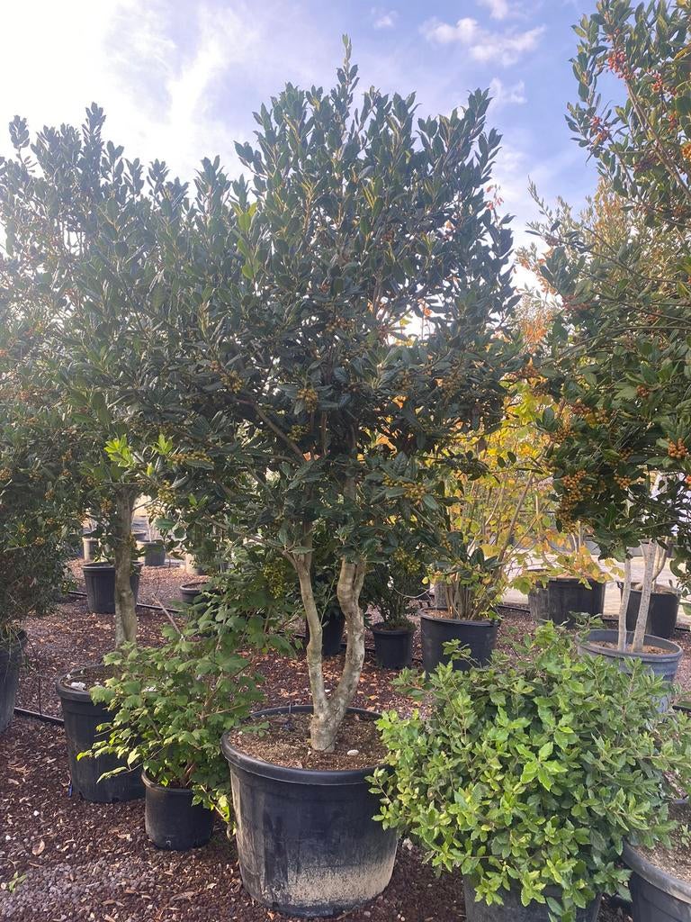 Ilex 'Nellie R. Stevens'. Meerstammige Boom (Parasol), Ophalen