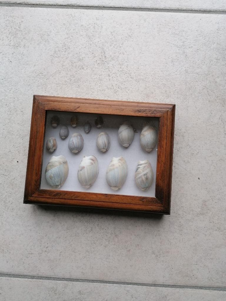 caracoles collectie schelpen in een lijst, Ophalen of Verzenden, Zo goed als nieuw, Overige soorten, Overige typen