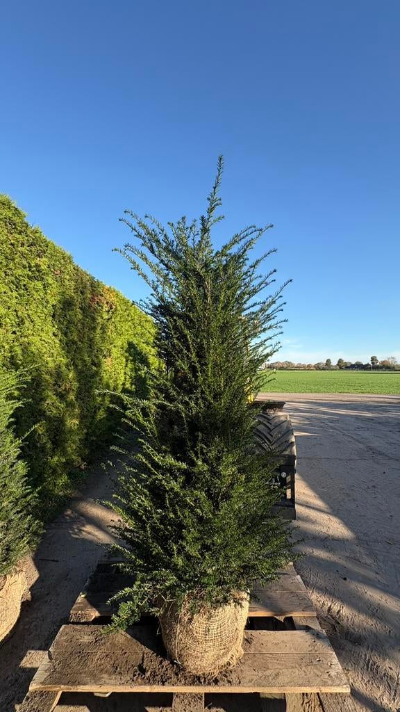 Hoge kwaliteits taxus baccata in verschillende maten, Ophalen of Verzenden, Taxus, Haag