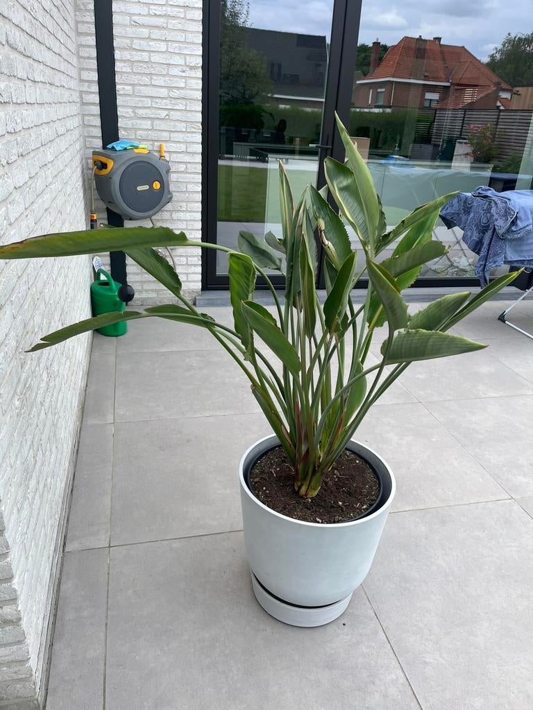 Strelitzia reginae paradijsvogelbloem, 1,5m hoogte, 55€, Enlèvement, Hiver
