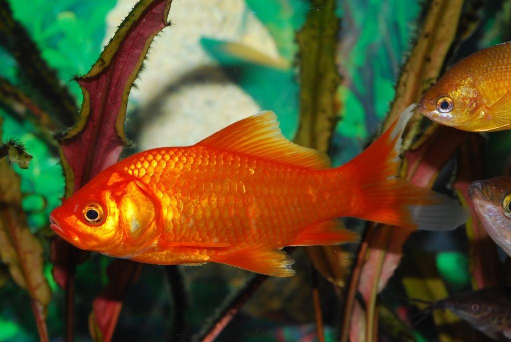Goudvis - Carassius auratus, Poisson(s) rouge(s)