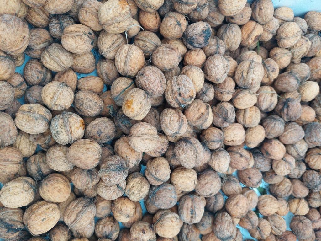 Noix fraîche  BIO A RANSART 5KILOS POUR 15 euros, Divers, Enlèvement