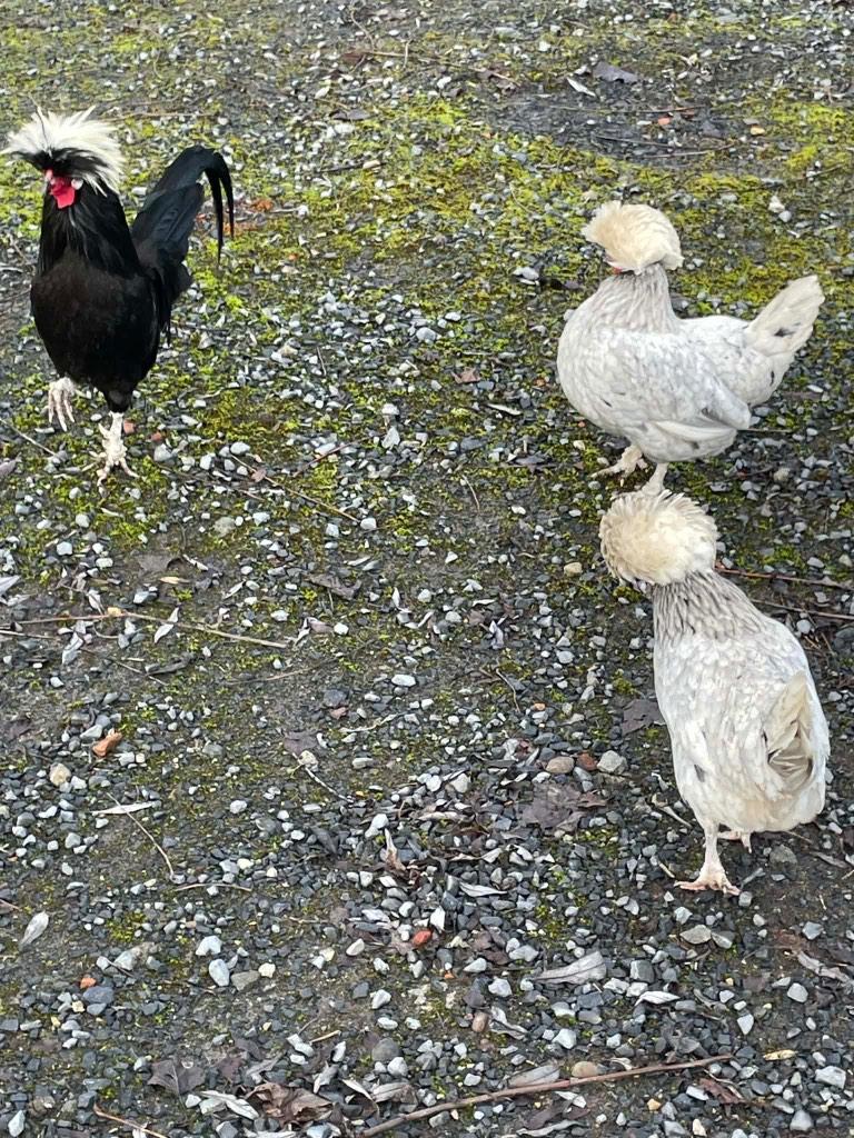 Broedeieren hollandse kuifhoen tekoop, Dieren en Toebehoren, Pluimvee, Kip