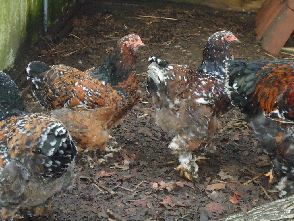 kippen : Brahma porselein, Meerdere dieren, Kip