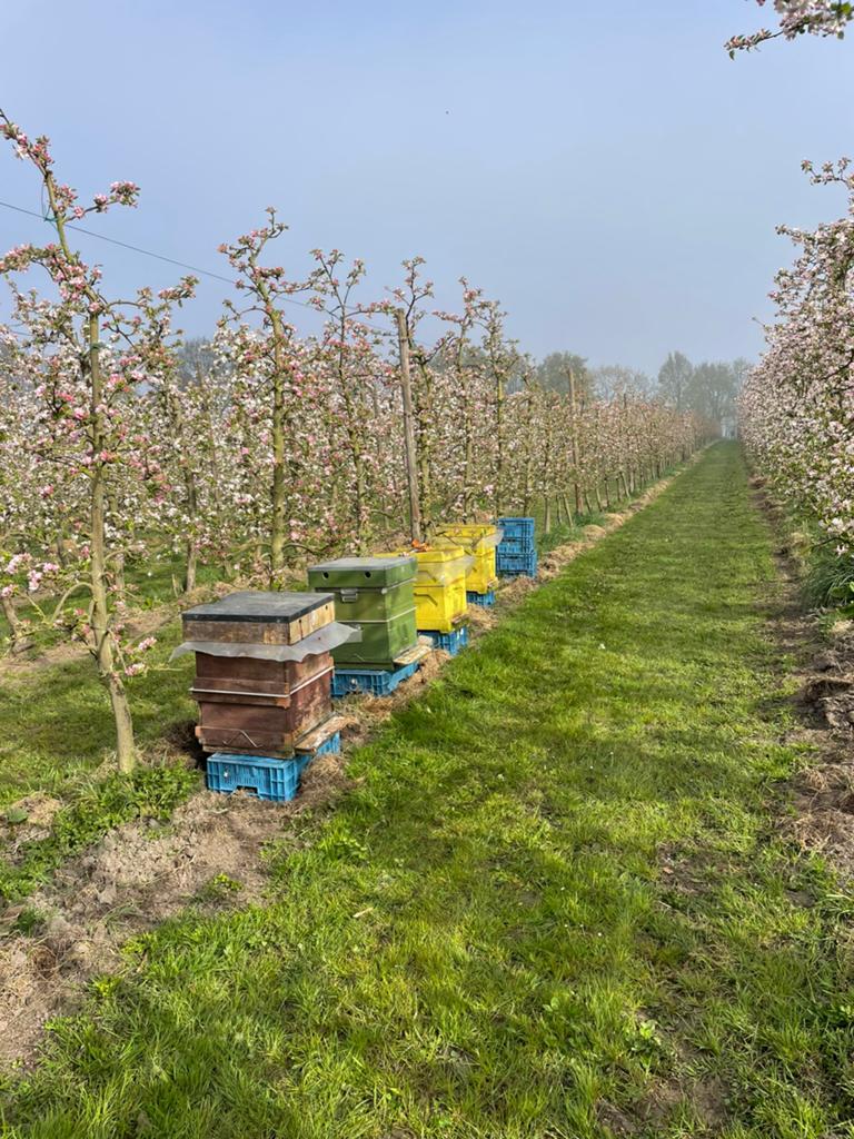 Bijenvolkeren, Dieren en Toebehoren, Insecten en Spinnen, Bijen
