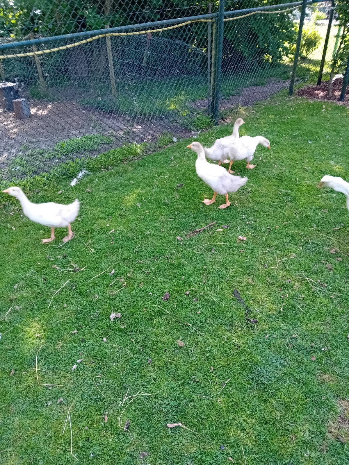 Witte jongen boeren ganzen, Dieren en Toebehoren, Pluimvee