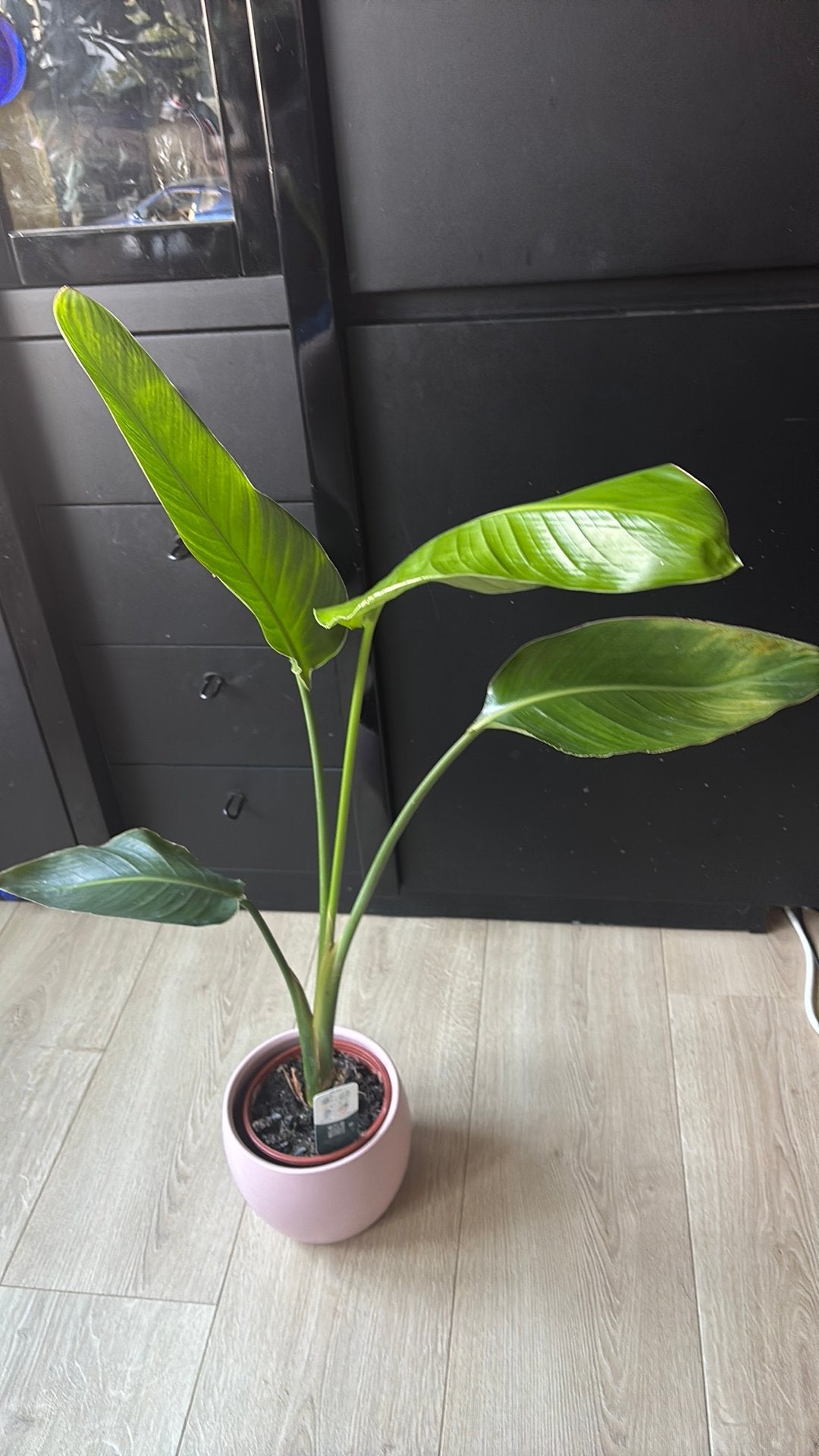 Indoor paradise bird Strelitzia reginae + pink ceramic pot, Huis en Inrichting, Ophalen