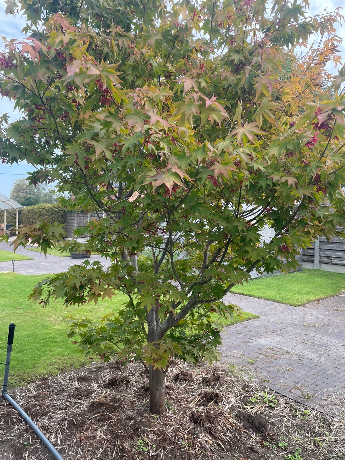 Japanse Esdoorn (Acer Palmatum), Tuin en Terras, Ophalen