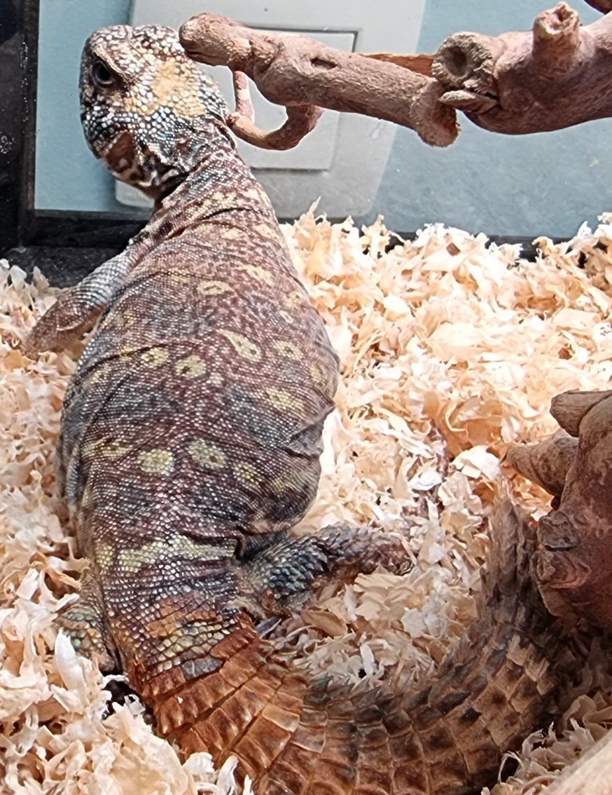 Uromastyx Ornata vrouwtje (3j), Animaux & Accessoires, Lézard, Avec terrarium, 3 à 6 ans