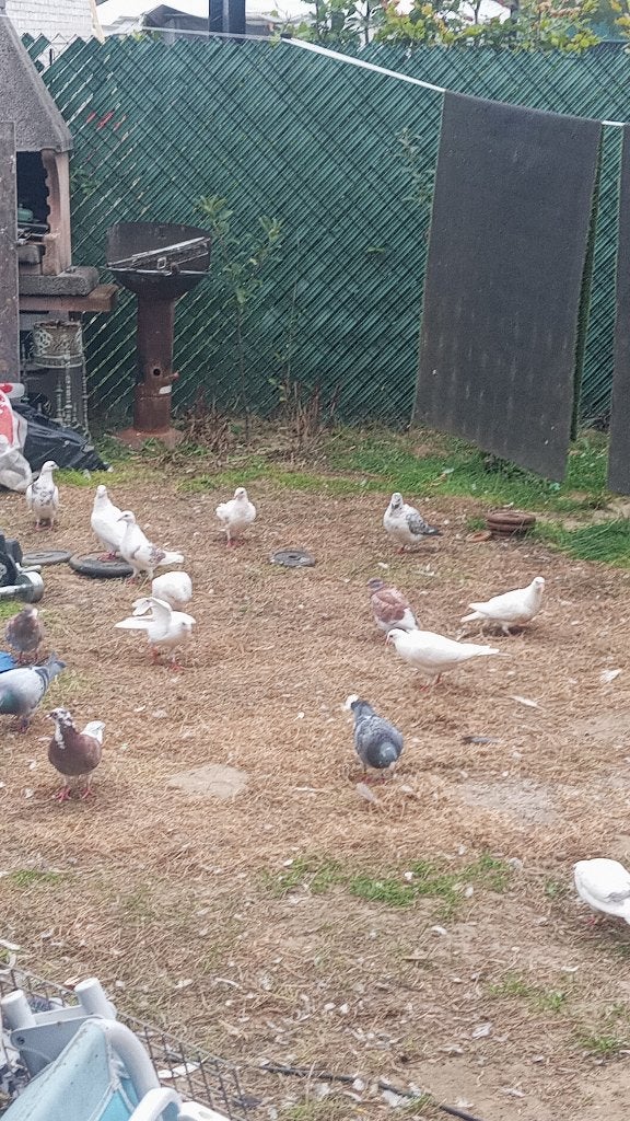 Meerdere koppels postduiven . 5 euro per duif, Animaux & Accessoires, Oiseaux | Pigeons, Plusieurs animaux, Pigeon voyageur