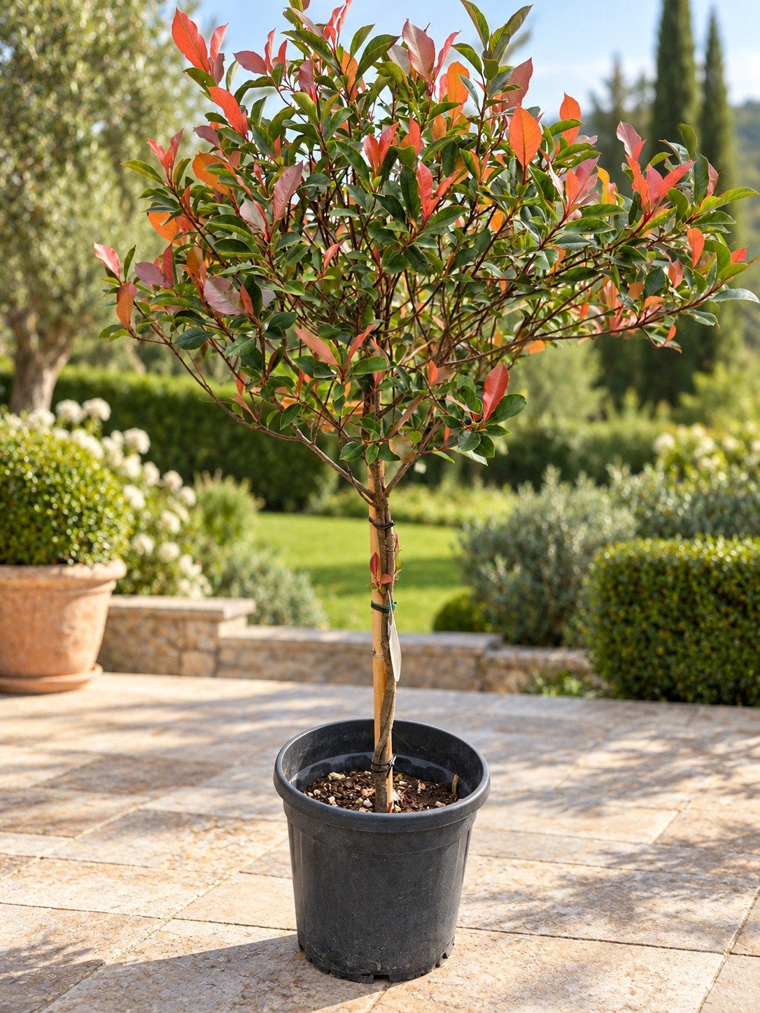 Photinia Fras Red. Robin - Glansmispel, Ophalen