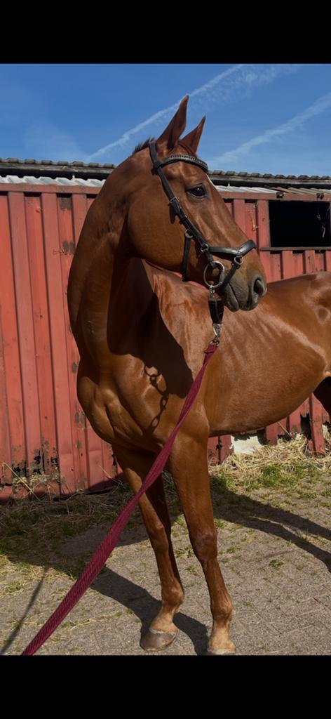 ZEER LIEVE MERRIE ZOEKT 5 sterren huisje!!, B, 11 ans ou plus, 165 à 170 cm, Avec pedigree