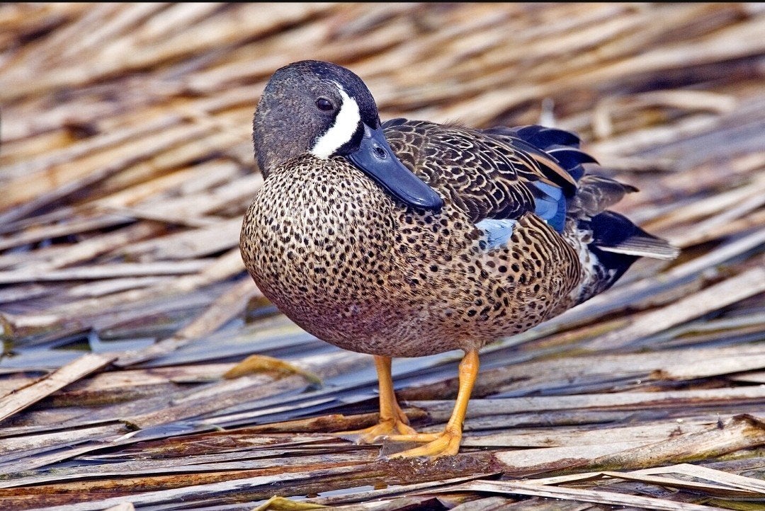 Verschillende soorten siereenden, Plusieurs animaux, Canard