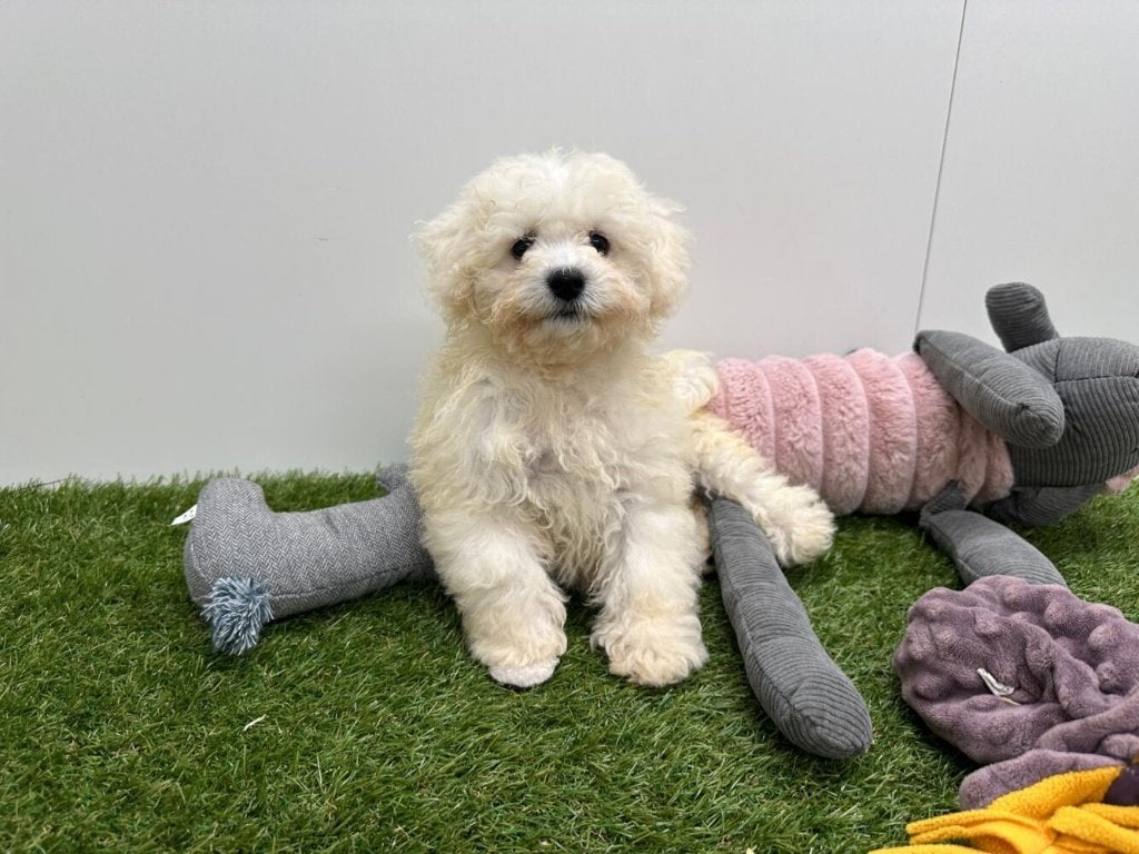 Chiots Bichon Frisé, Animaux & Accessoires, Chiens | Chihuahuas & Chiens de compagnie, Maladie de Carré (chiens), Autres races