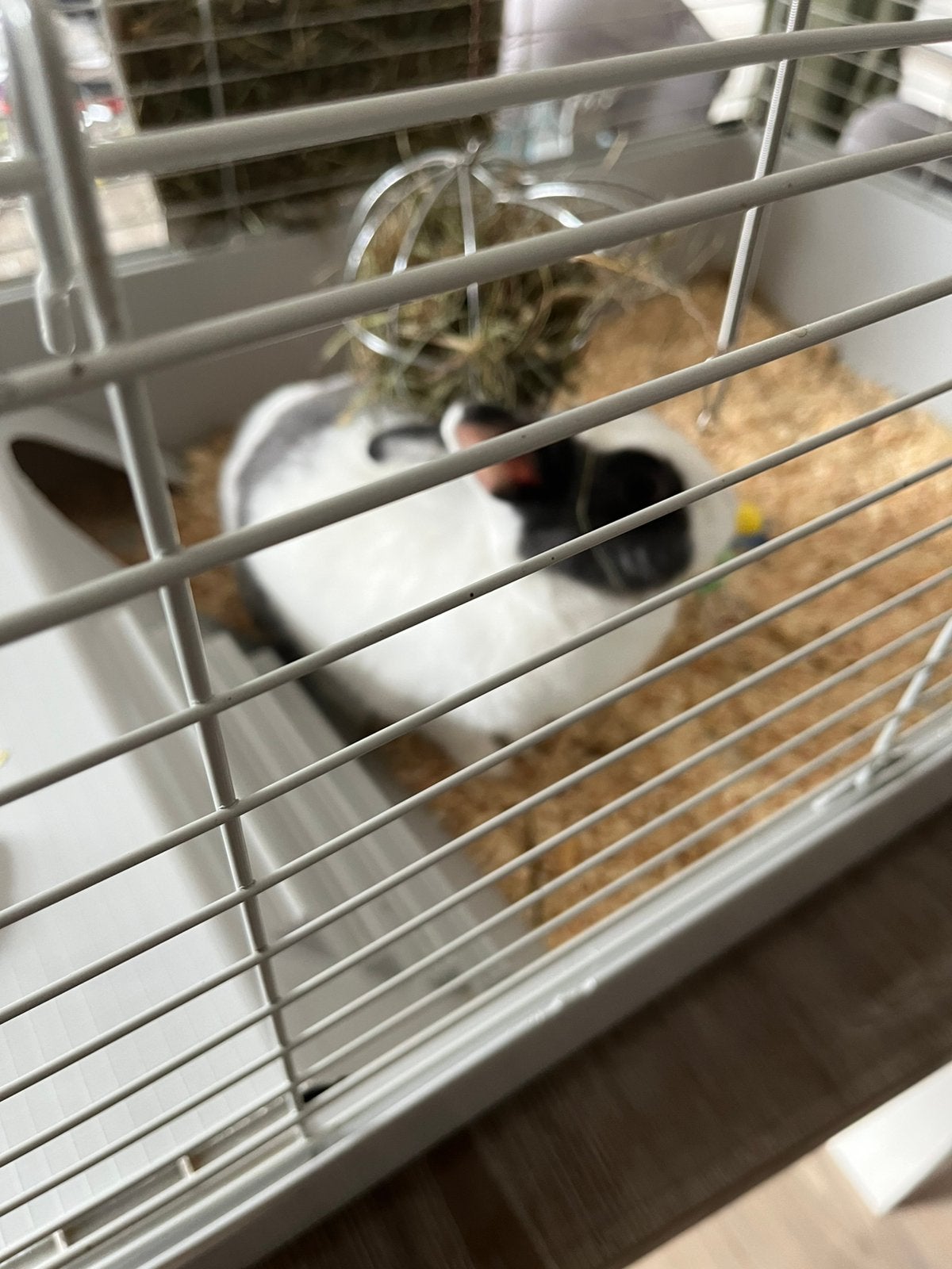 Dwergkonijn, Animaux & Accessoires, Rongeurs, Mars, Domestique, Autres types, Femelle