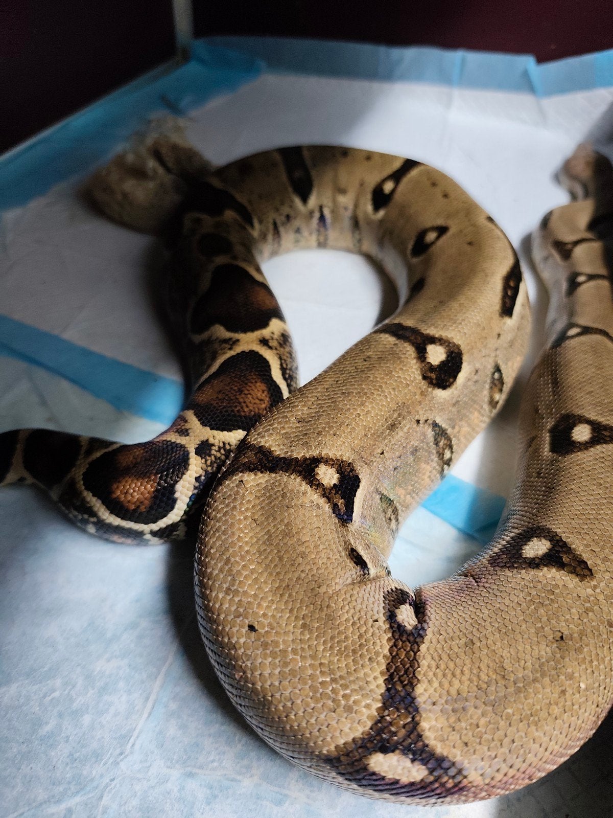0.1 boa, Enlèvement