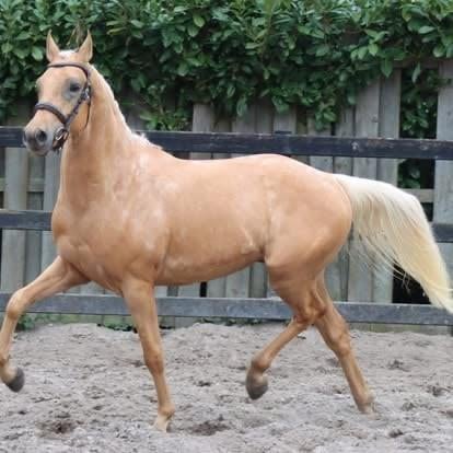 Ter dekking welsh pardbred de pony enkel natuurlijk, Dieren en Toebehoren