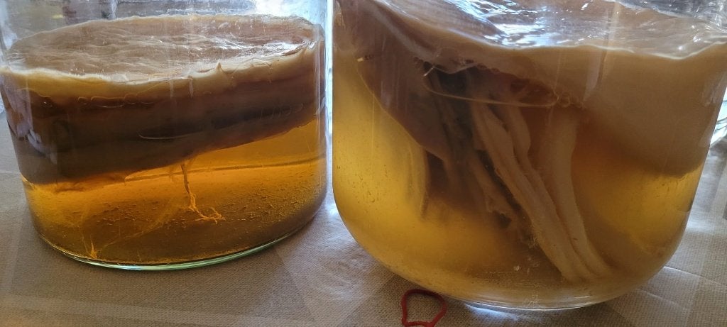 Scoby - Kombucha, Diversen, Levensmiddelen, Ophalen