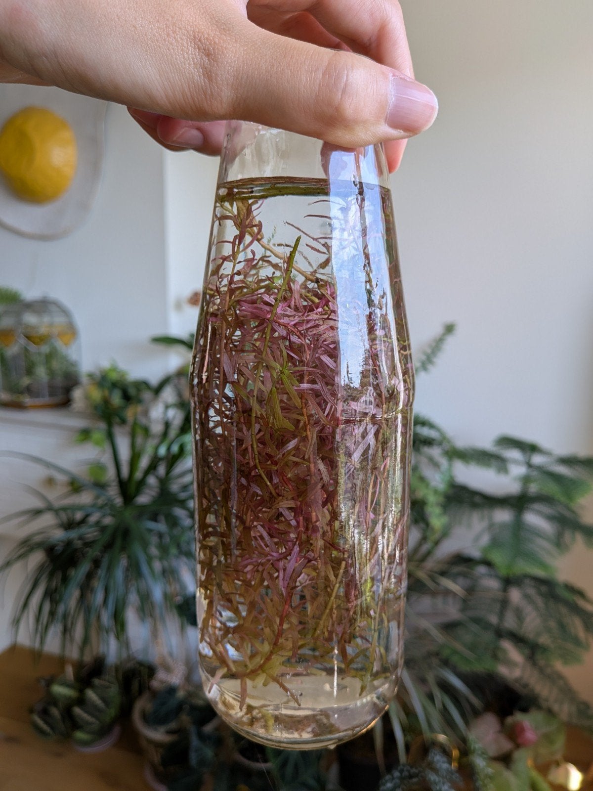 Rotala rotundifolia, Ophalen