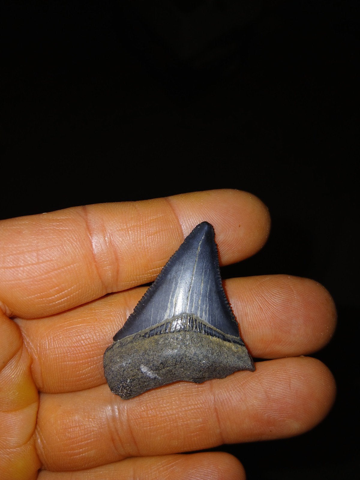 Megalodon tand, Ophalen of Verzenden