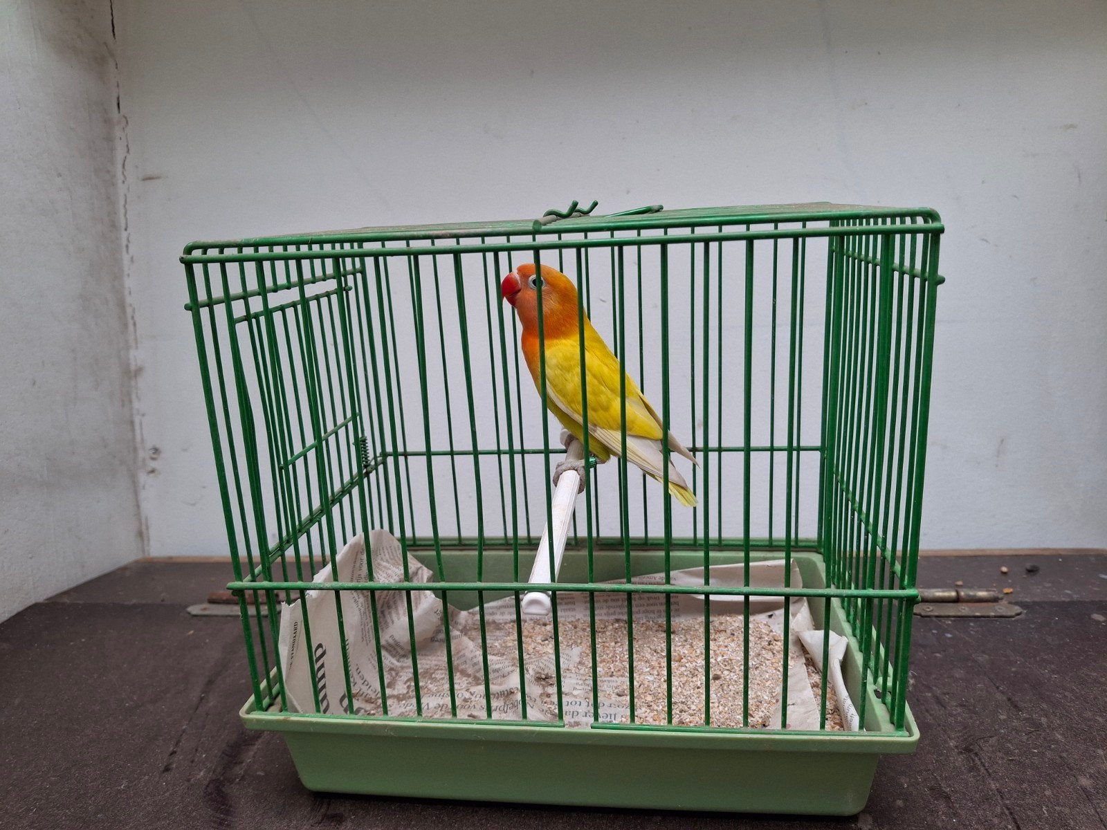 agapornis fischeri, Dieren en Toebehoren, Geslacht onbekend, Dwergpapegaai of Agapornis, Geringd