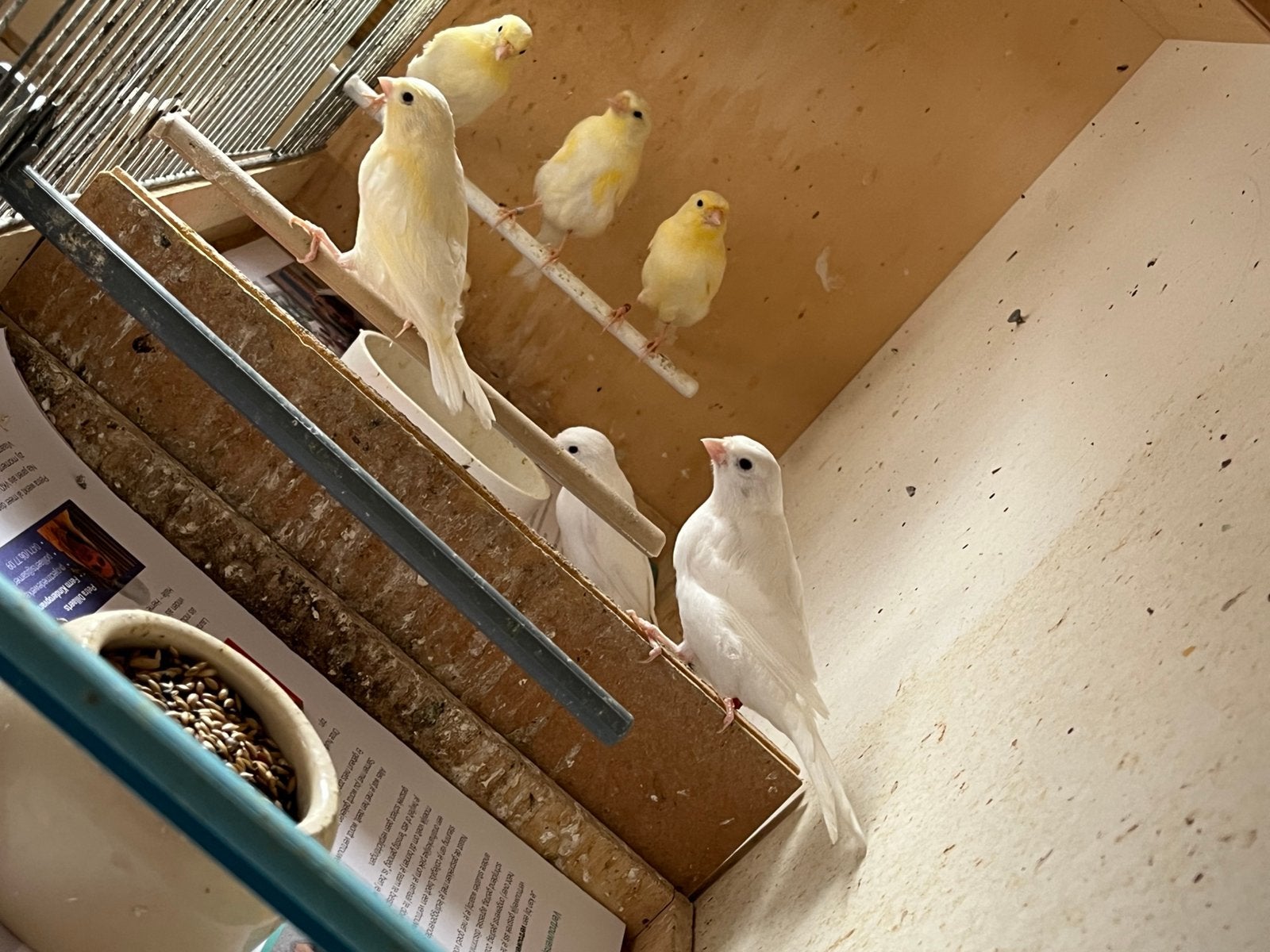 Kanarie jongen geslacht nog onbekend