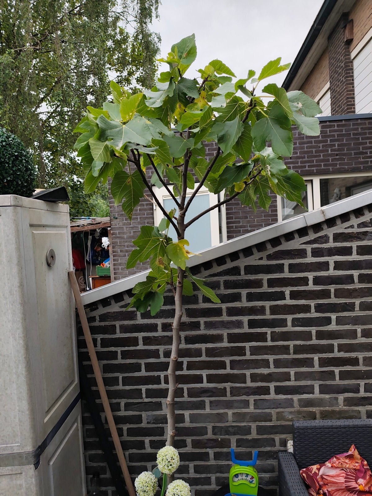 Vijgenboom, Ophalen