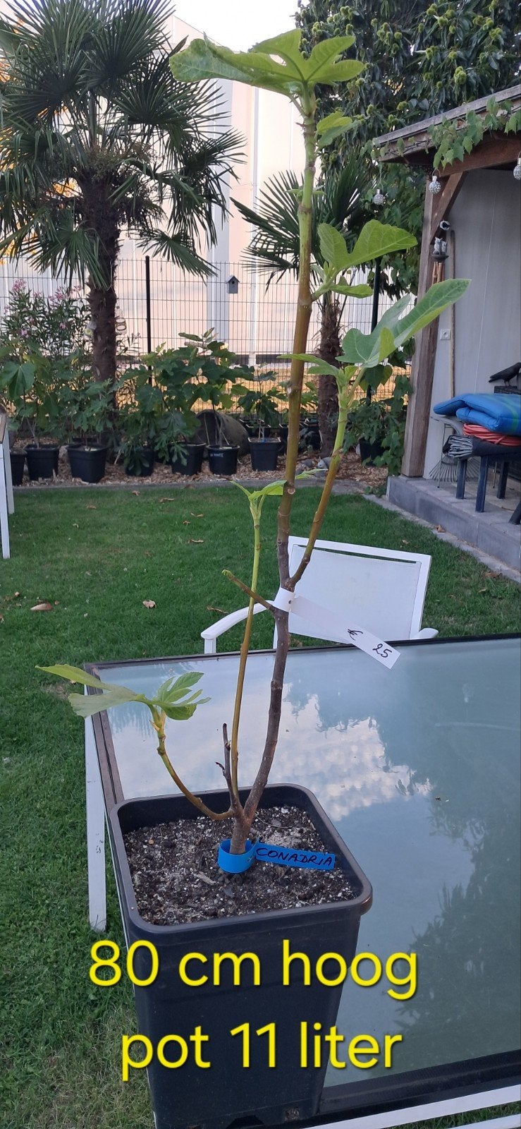 Conadria vijgenboom, Tuin en Terras, Planten | Bomen, Ophalen