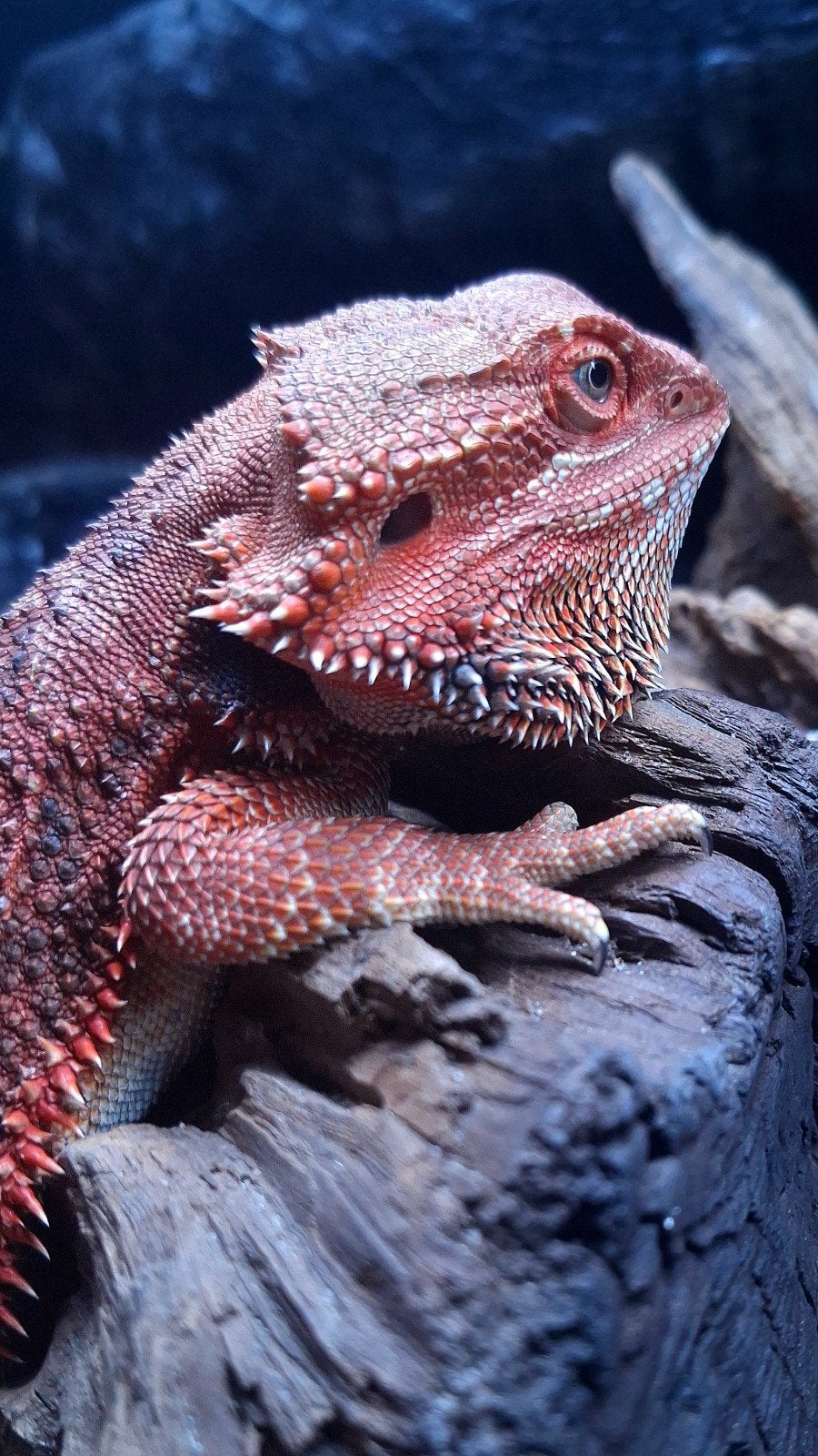 AANBIEDING ! 50% Red Monster Man Baardagaam (Holdback Uniek), Dieren en Toebehoren, Reptielen en Amfibieën, Hagedis, 0 tot 2 jaar