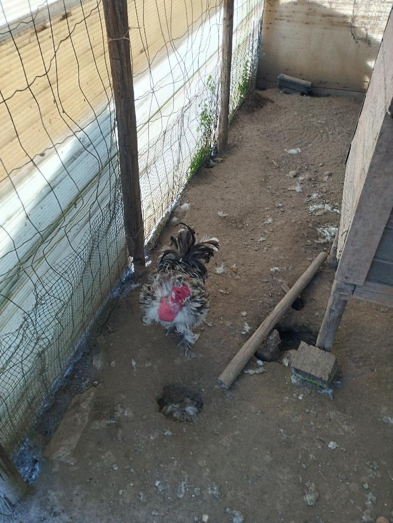 Naakthals zijdehoen krul haan, Animaux & Accessoires, Volatiles, Mâle, Poule ou poulet