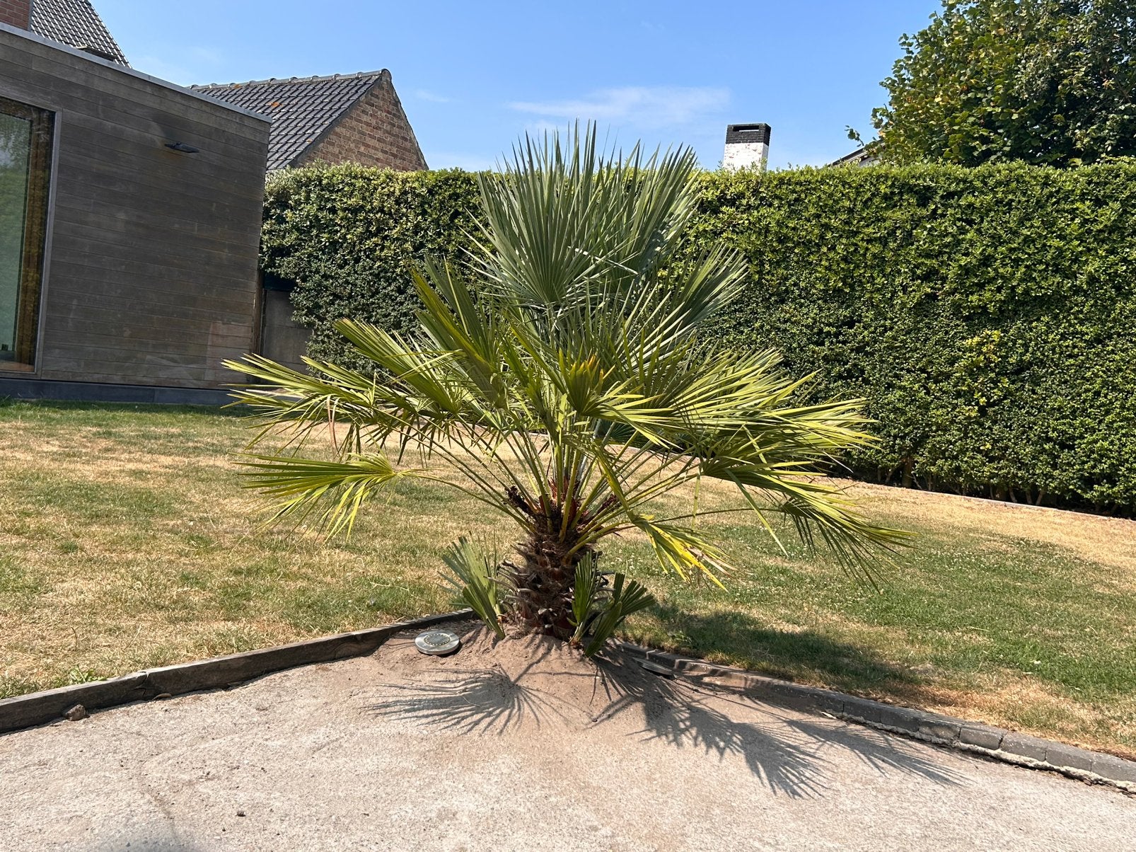 Palm, Tuin en Terras, Ophalen