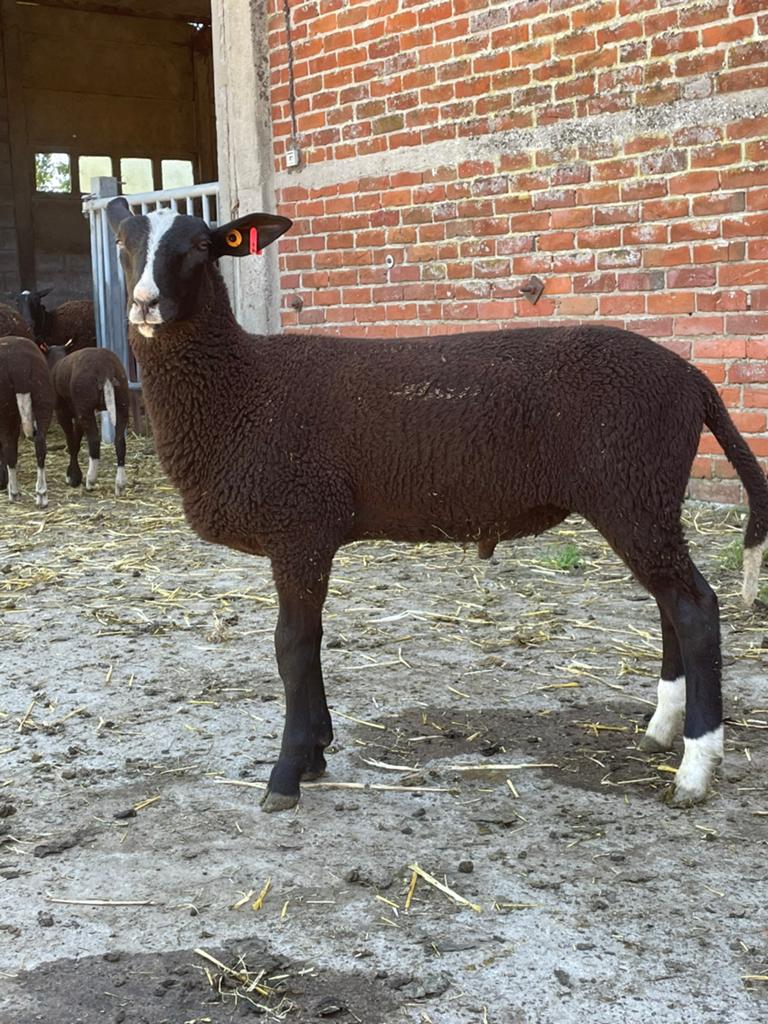Zwartbles Schapen met Stamboek!, Plusieurs animaux, Mouton, 0 à 2 ans
