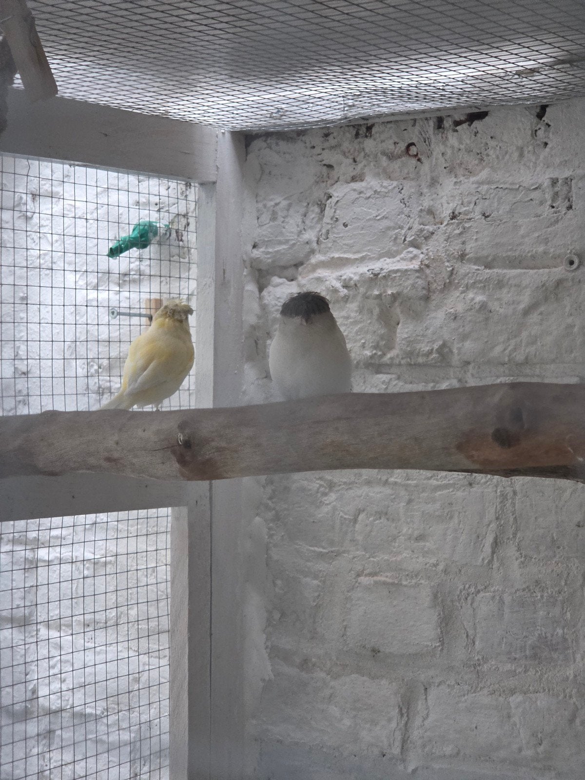 quelques canaris Closter, Animaux & Accessoires, Oiseaux | Canaris, Plusieurs animaux, Canari de posture