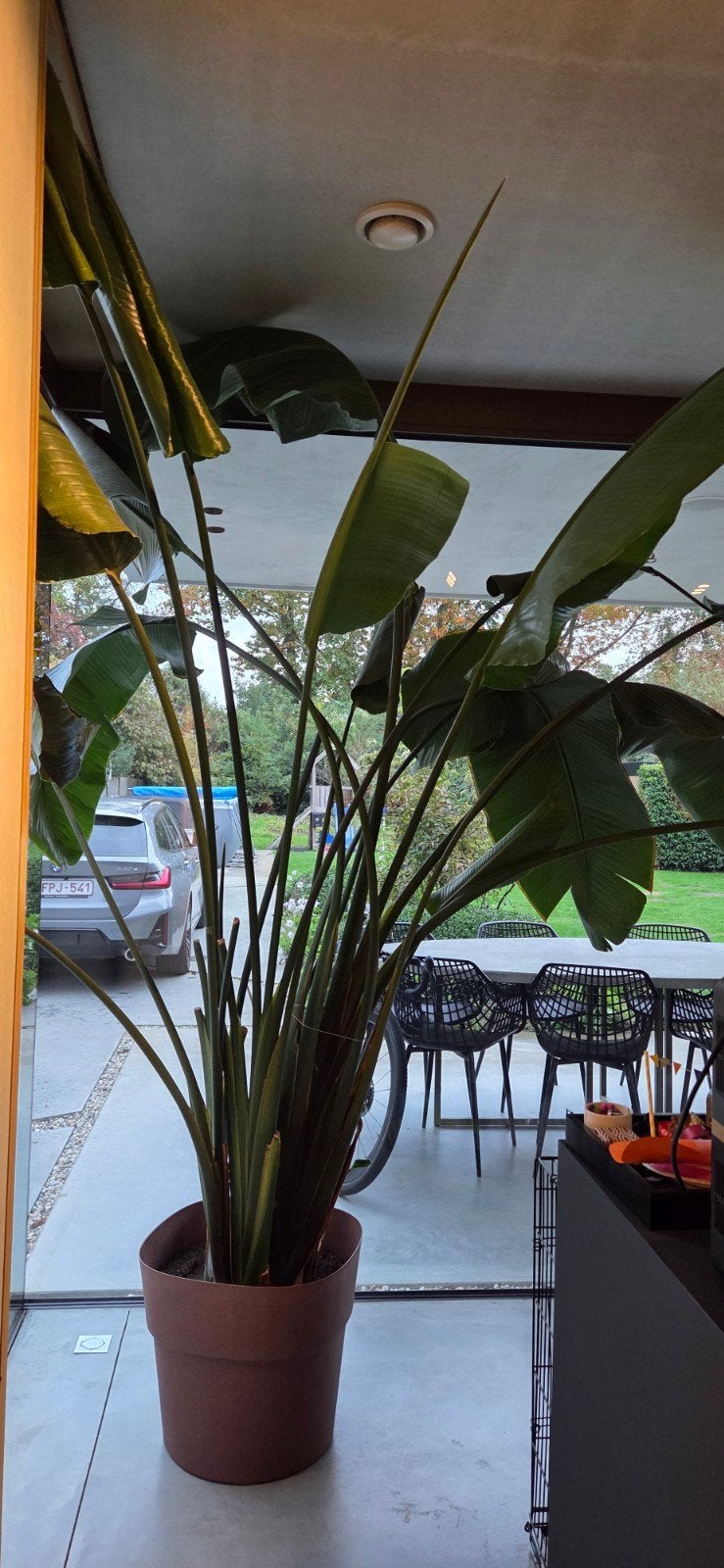 Nicolai strelitzia (paradijsvogelplant), Enlèvement