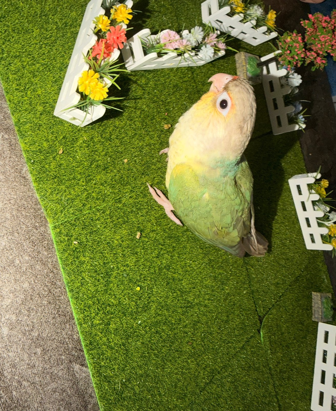 Parkiet molinae, Dieren en Toebehoren, Meerdere dieren, Dwergpapegaai of Agapornis, Pratend