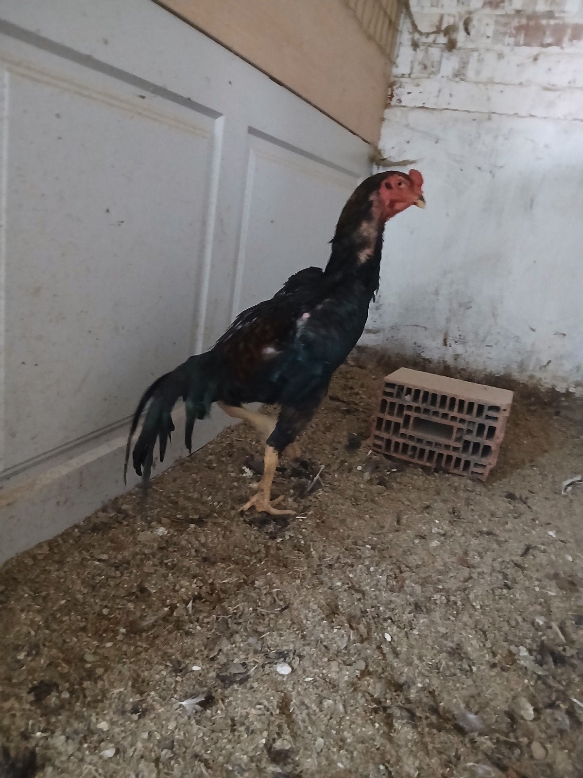 shampoing 2025, Mâle, Poule ou poulet