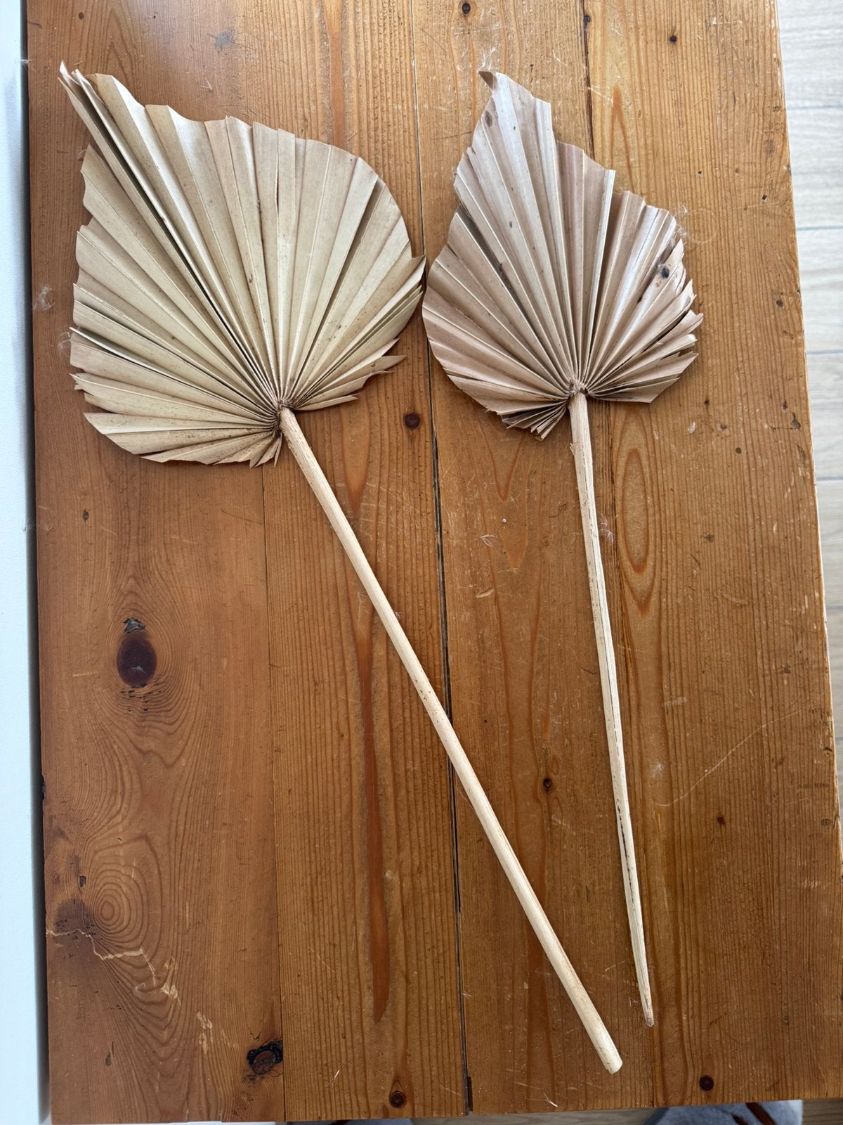 Set van 2 decoratieve palmbladeren in natuurlijke tinten, Boho, Enlèvement ou Envoi, Neuf, Beige