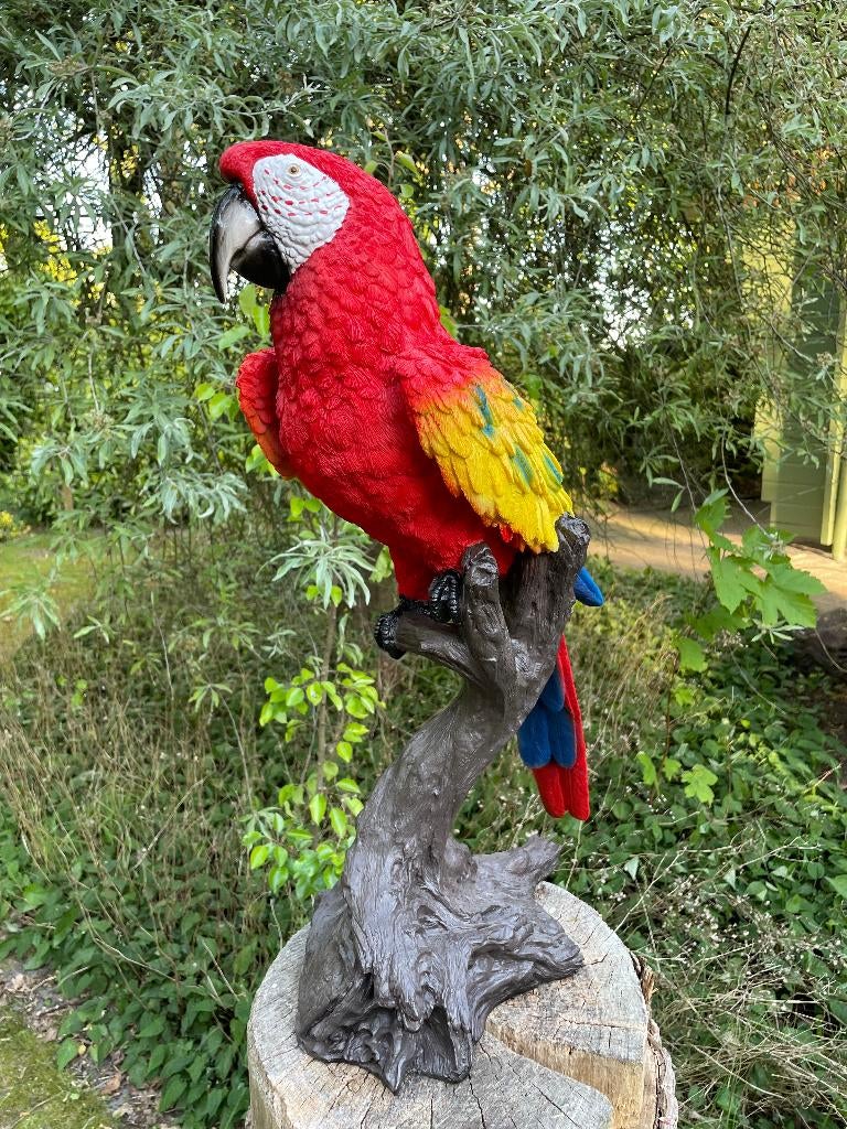 Beeld papegaai Rood tuin, vijver, balkon 65cm, Tuin en Terras, Ophalen, Nieuw, Kunststof, Dierenbeeld