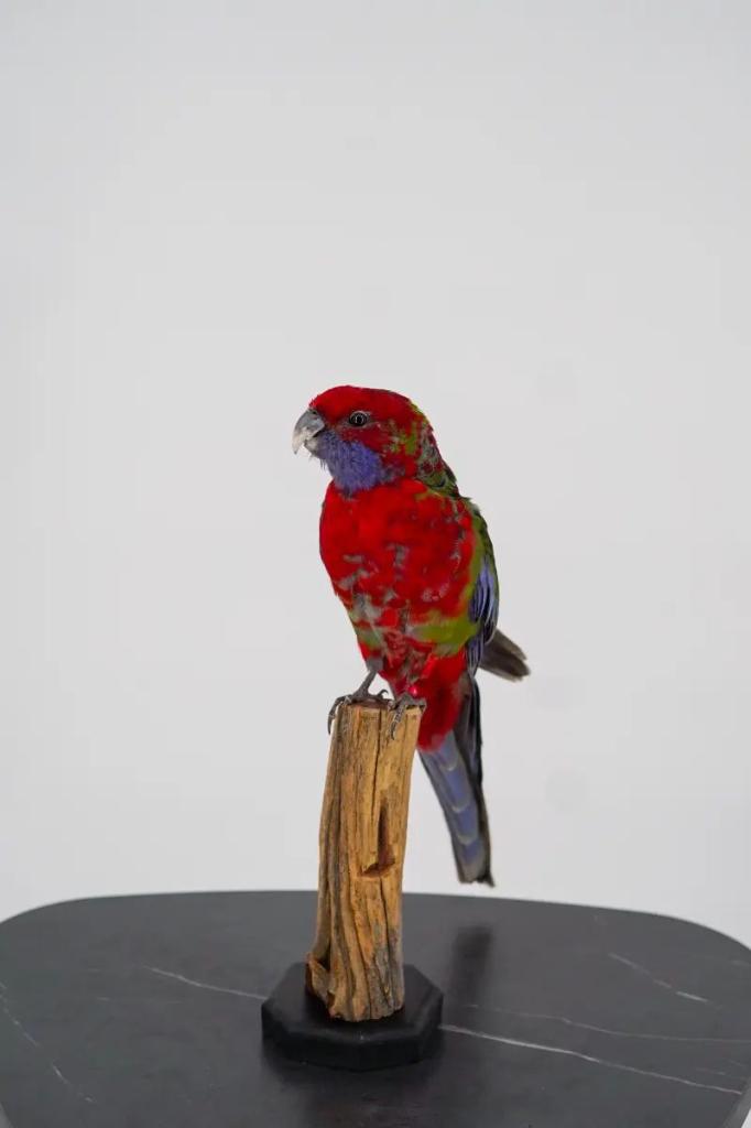 Karmozijnrosella op houten sokkel