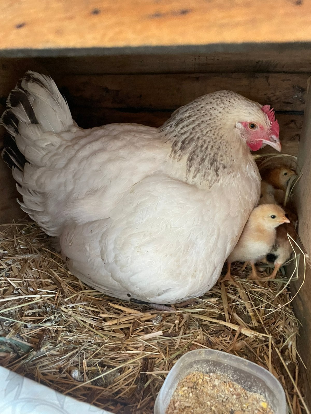 Poulet aux 5 poussins, Animaux & Accessoires, Poule ou poulet