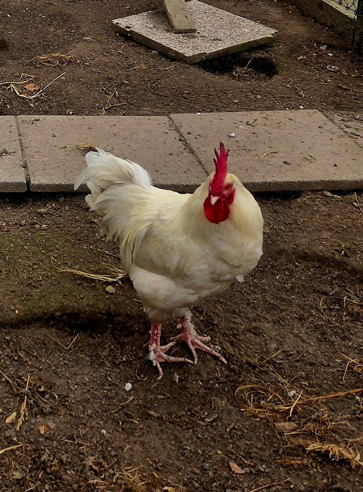 Brahma-Bresse haan, Mannelijk, Kip