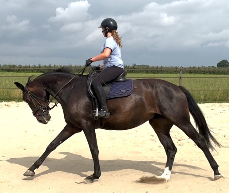 Ruiter gezocht, Dieren en Toebehoren, Paarden, Merrie, Met stamboom, Dressuurpaard, 11 jaar of ouder