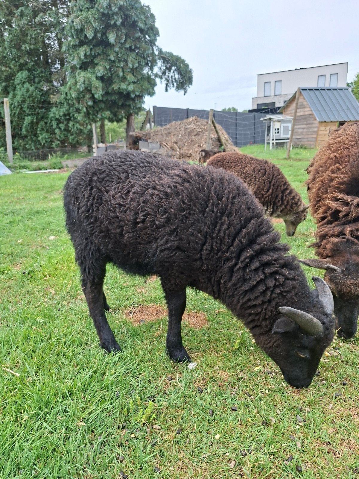 Schaap te koop, Dieren en Toebehoren, Schapen, Geiten en Varkens