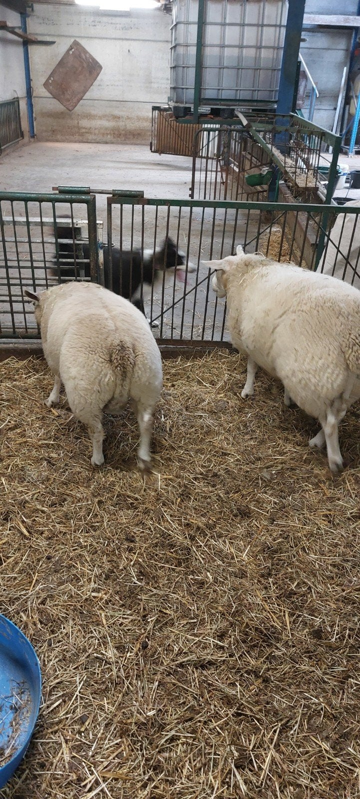schapen, Dieren en Toebehoren, Schapen, Geiten en Varkens