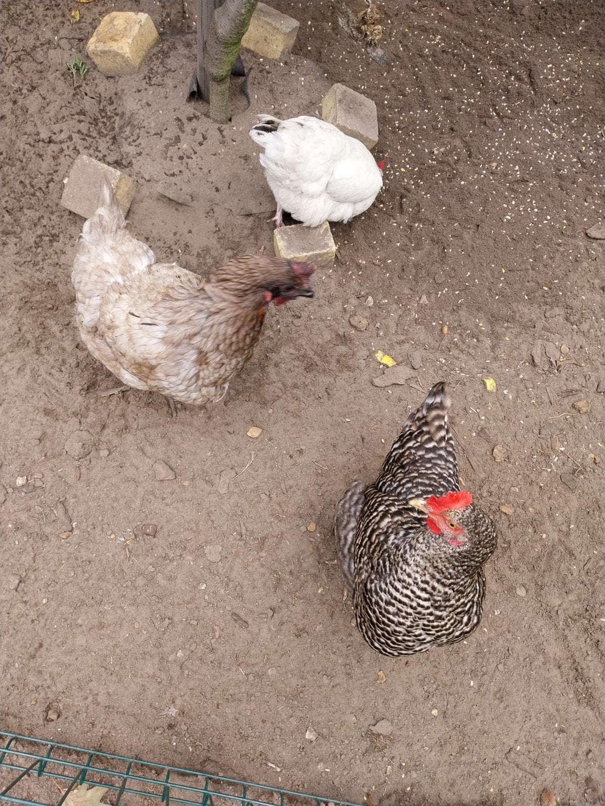 4 legkippen, Femelle, Poule ou poulet