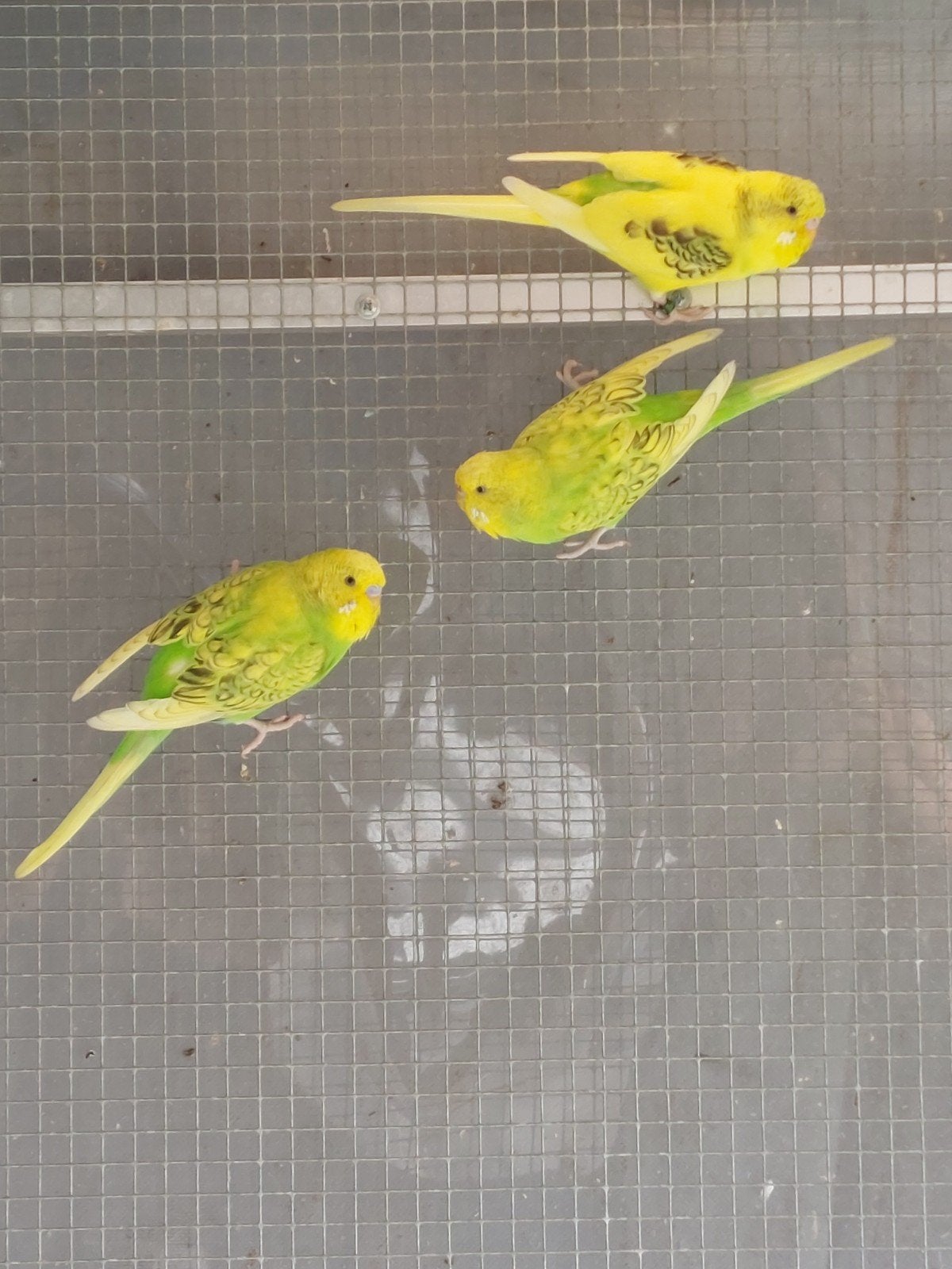 Grasparkieten uit buitenvoliere van dit 7euro mannen als pop, Dieren en Toebehoren, Vogels | Parkieten en Papegaaien